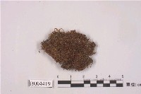 藏品(拳葉蘚)的圖片